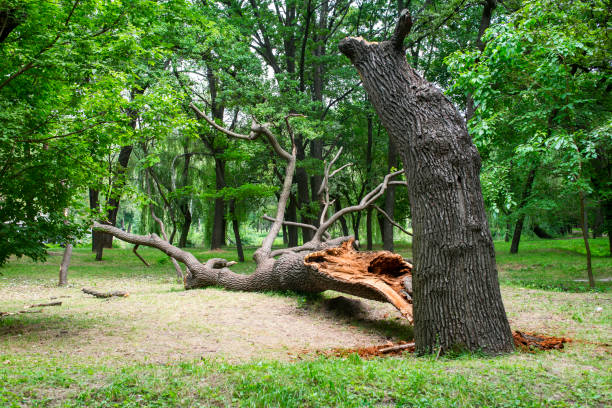 Best Emergency Tree Removal  in Gardner, MA